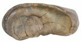 Fossil Whale Ear Bone - Miocene #63527-1
